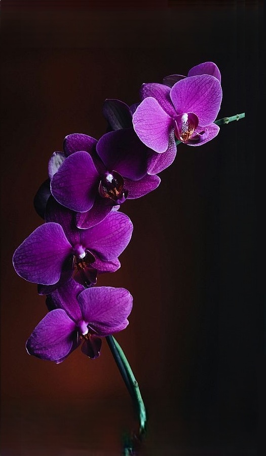 Masszázs Budapest Orchidea Massage szalon