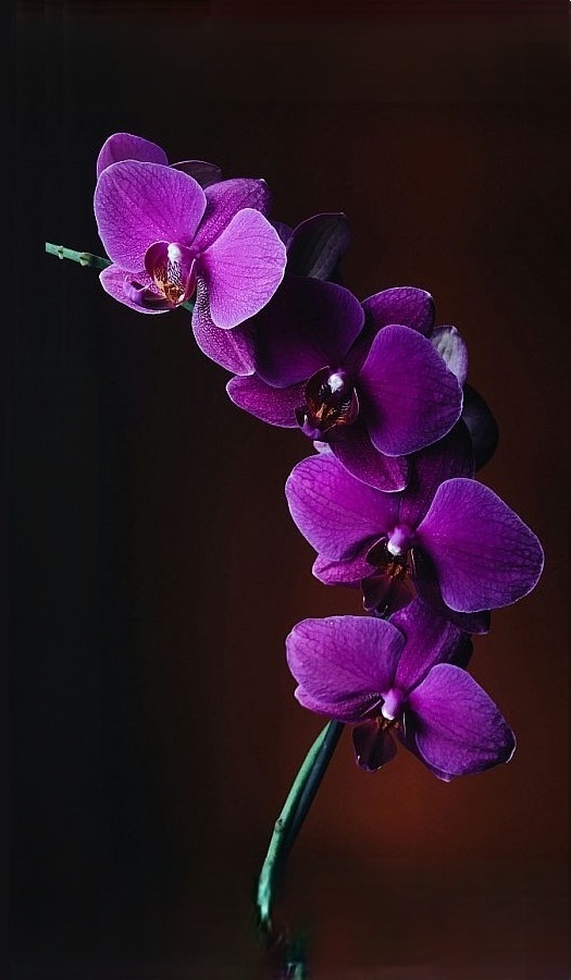 Masszázs Budapest Orchidea Massage szalon